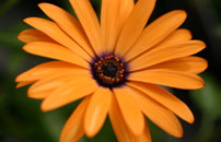 orange flower